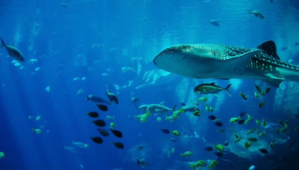 Visit Singapore 2025, S.E.A Aquarium