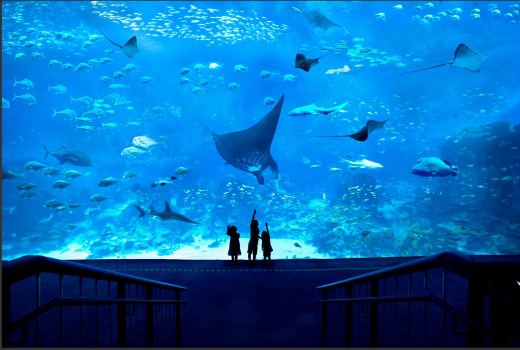 S.E.A aquarium Singapore Itinerary 2025